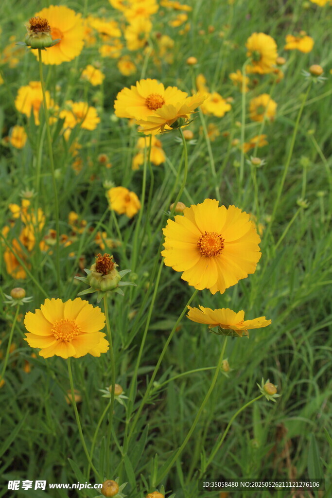 金鸡菊  