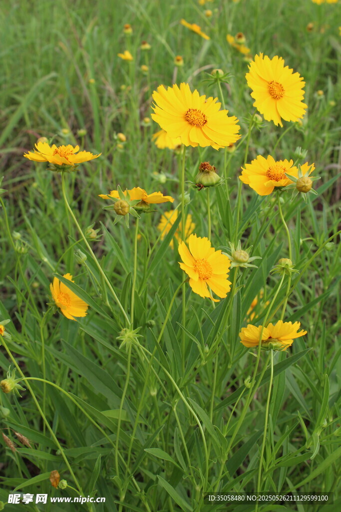 金鸡菊  