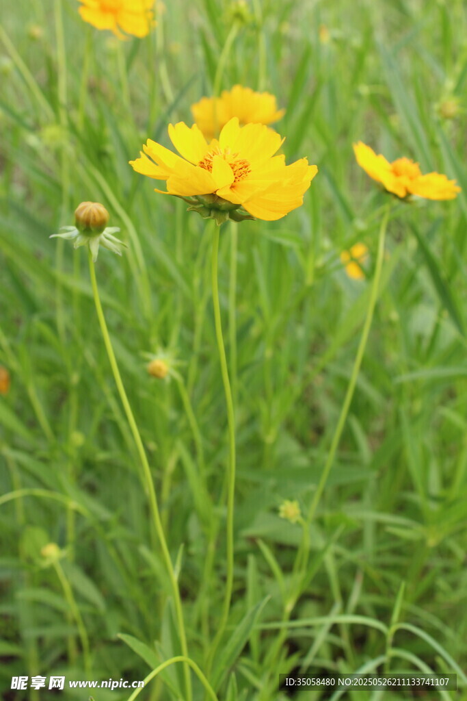 金鸡菊  