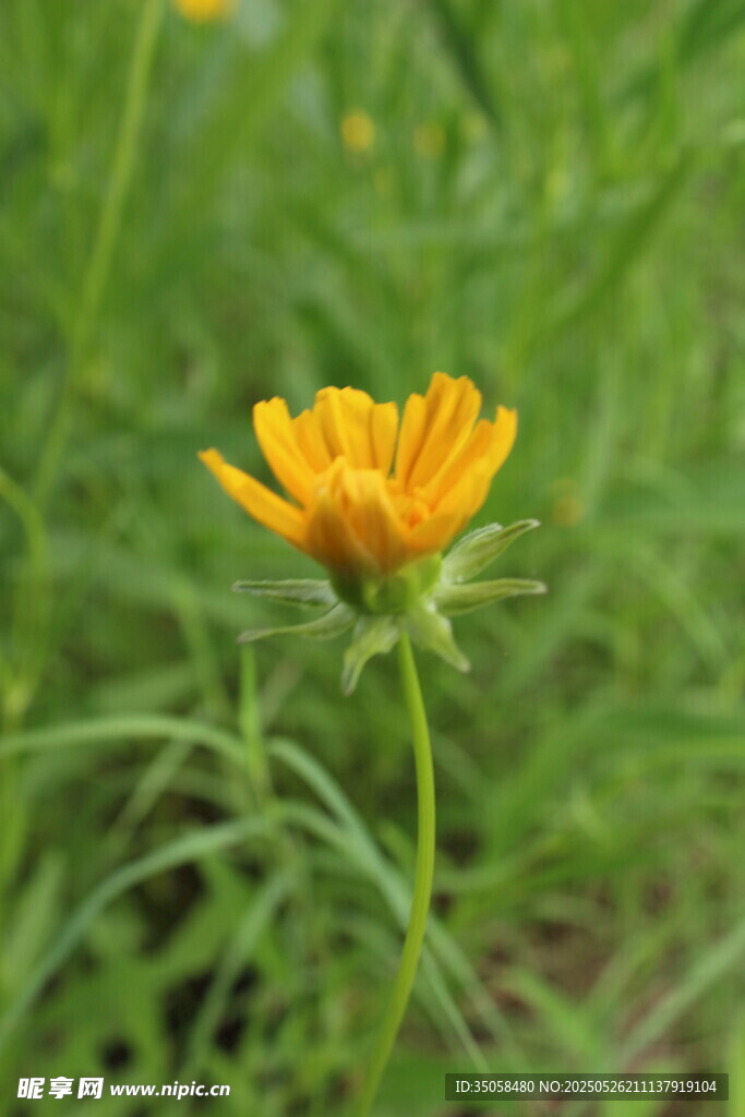金鸡菊 
