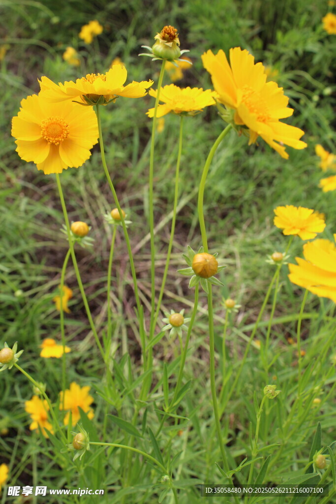 金鸡菊  