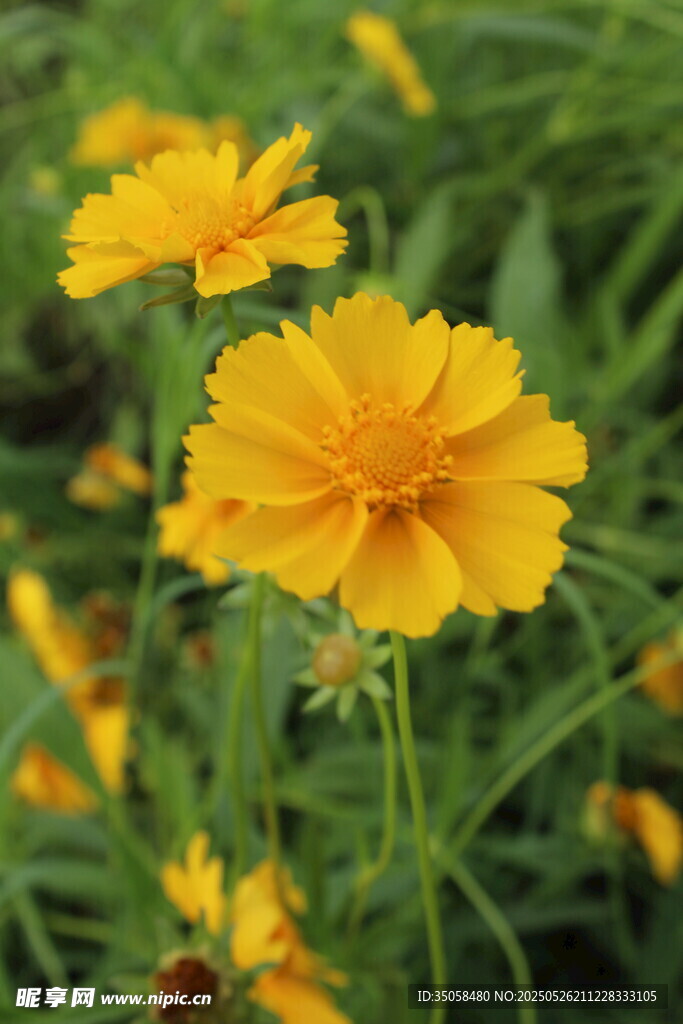 金鸡菊  