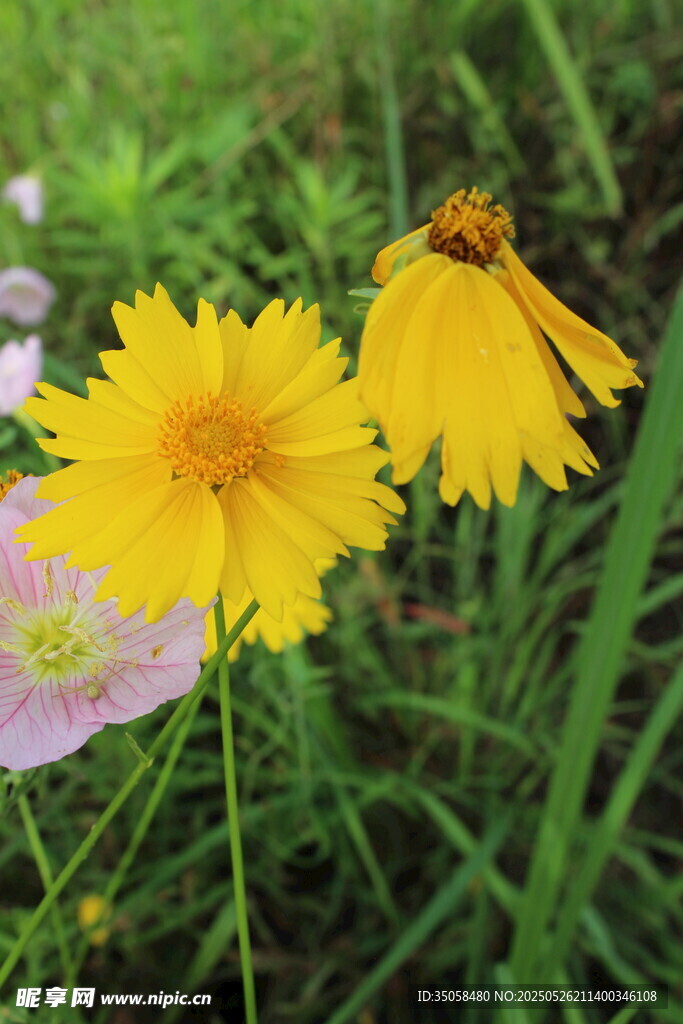 金鸡菊  