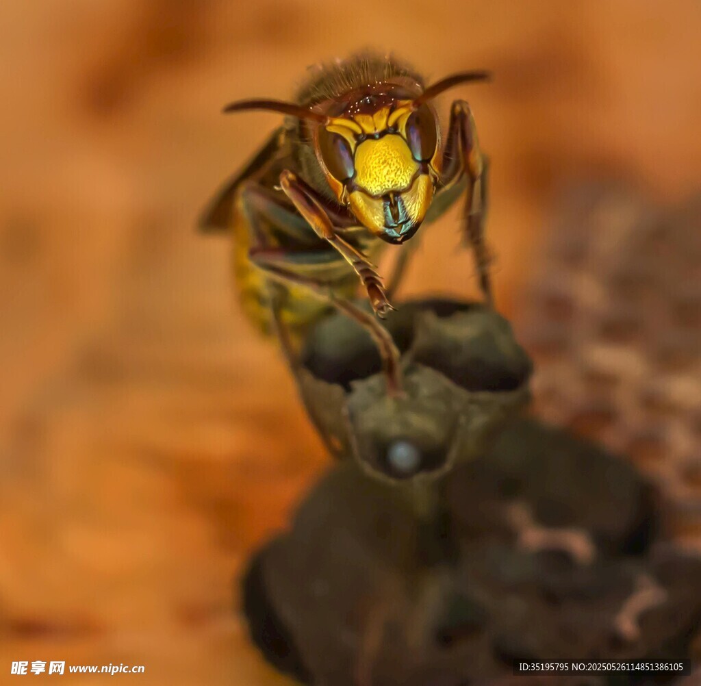 专注的昆虫瞬间