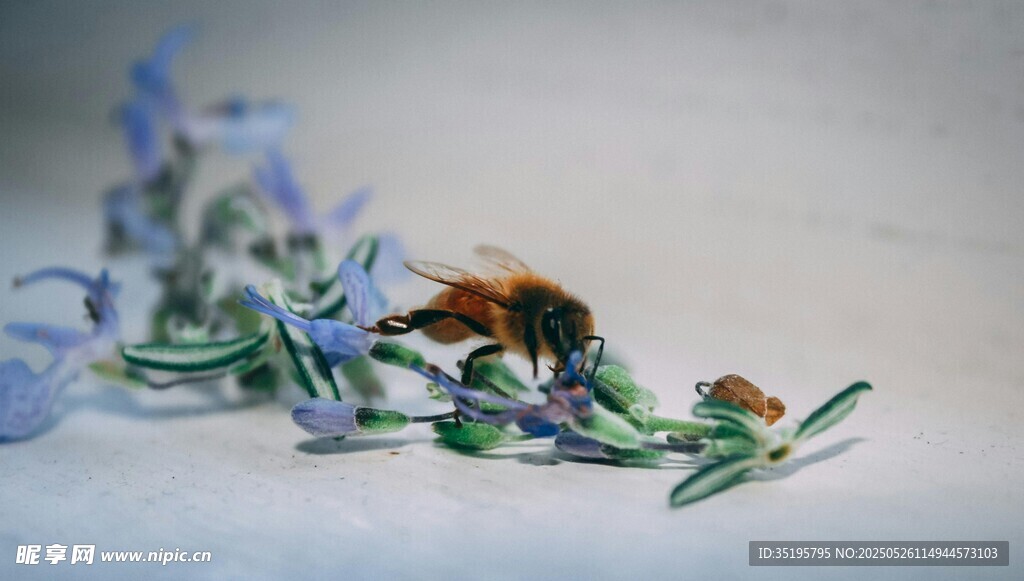 蓝色花朵与昆虫特写