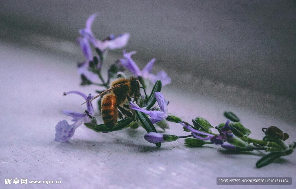 蜜蜂停驻紫色花朵上