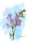水彩绘紫色丁香花枝