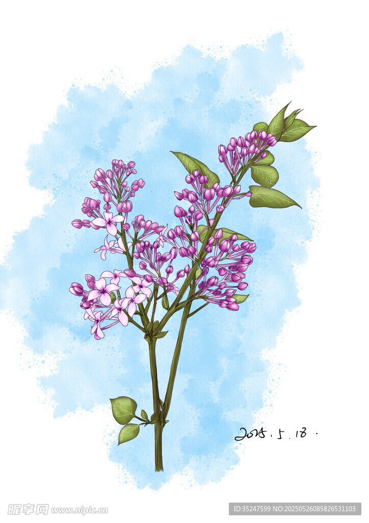 水彩绘紫色丁香花枝