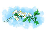 清新小白花枝叶插画