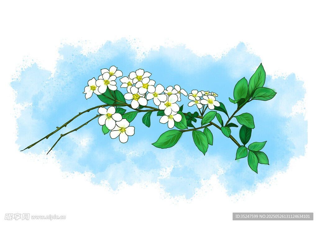 清新小白花枝叶插画