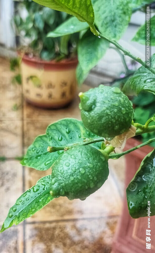 柠檬栽培