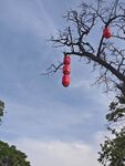 灯笼村庄古树