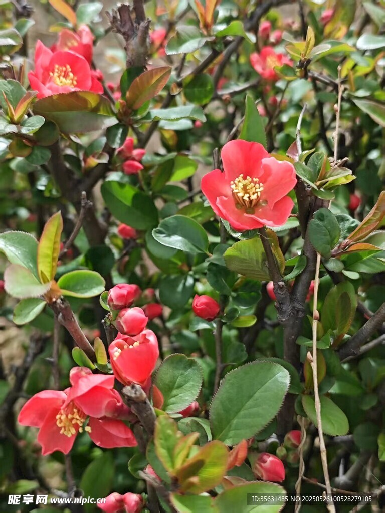 花
