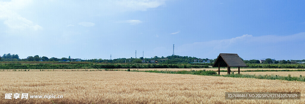 麦田