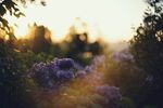 夕阳下的繁花绿植美景
