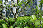 城市中繁茂绿植与建筑景观