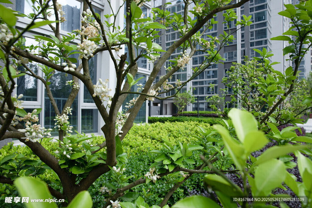城市中繁茂绿植与建筑景观