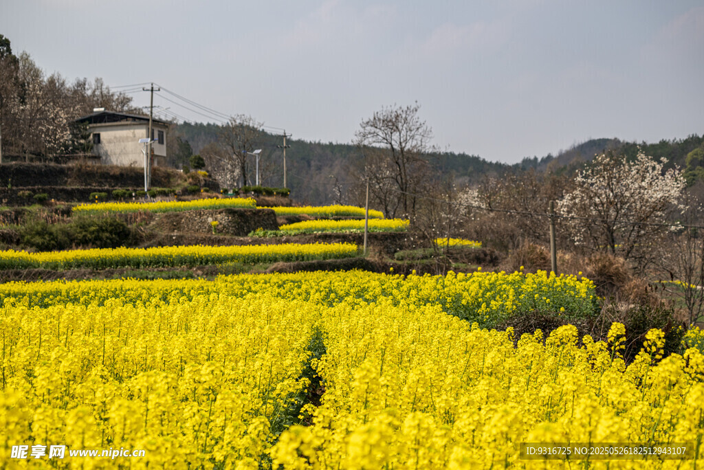 春天油菜花