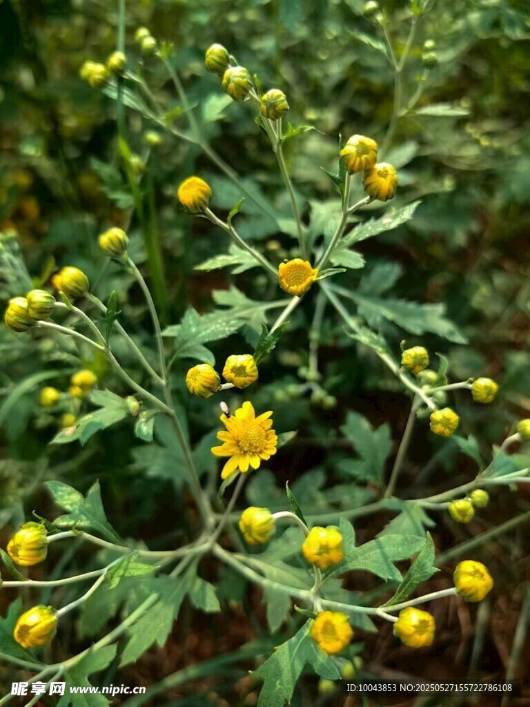 黄色小花植物特写