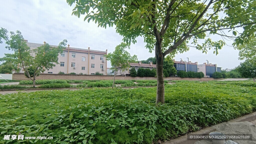 绿意盎然的户外风景 田园