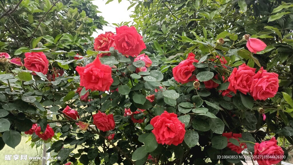玫瑰花 