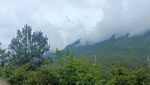 大山树木 