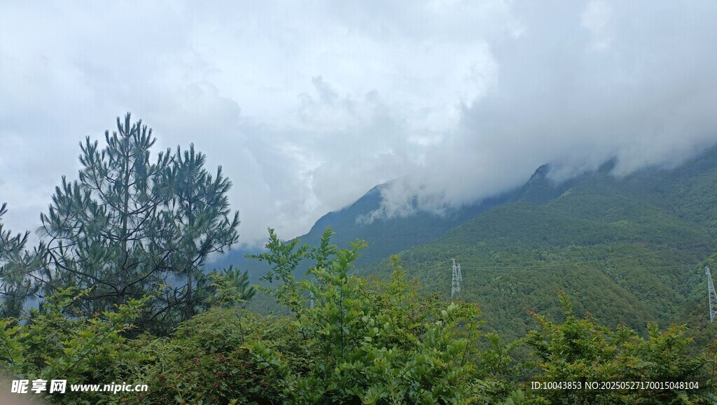 大山树木 