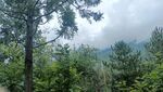 山林