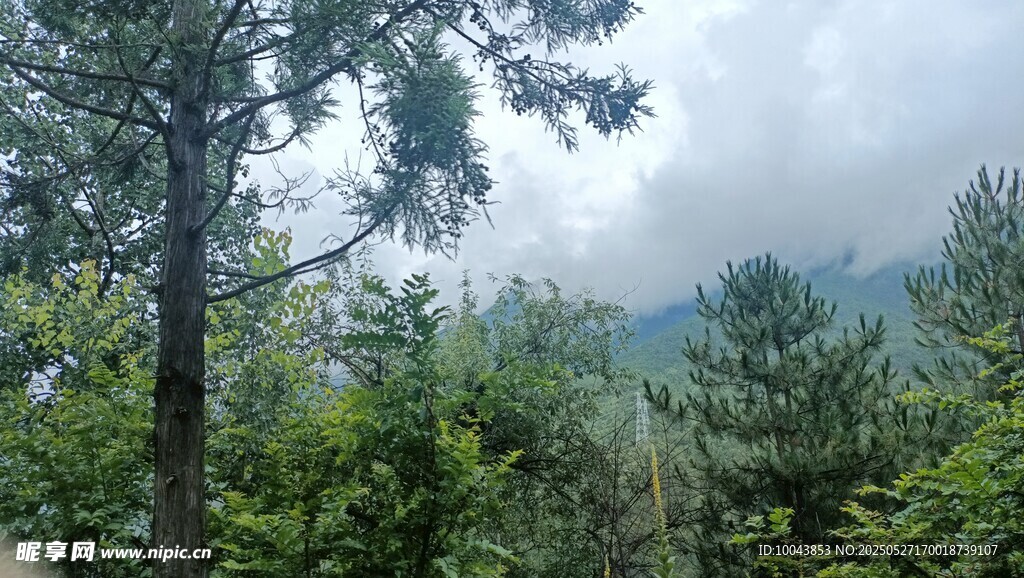 山林