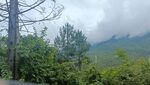 山林云雾中的枯树与绿植 山里 