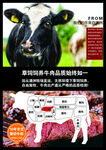 牛肉分割图