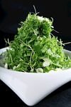 杏仁苦菊