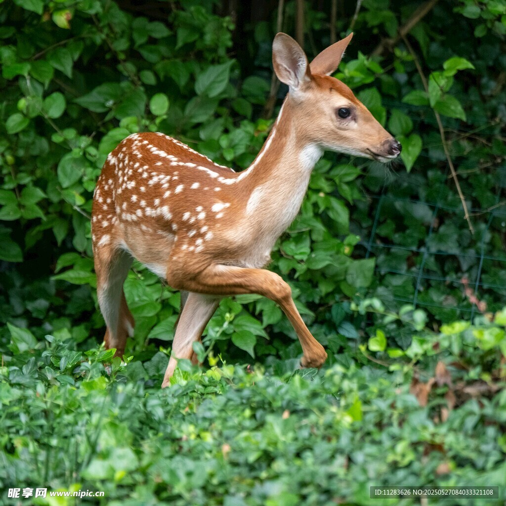 林间小鹿漫步
