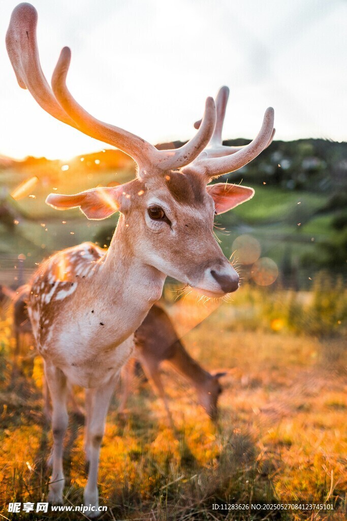 夕阳下的优雅小鹿