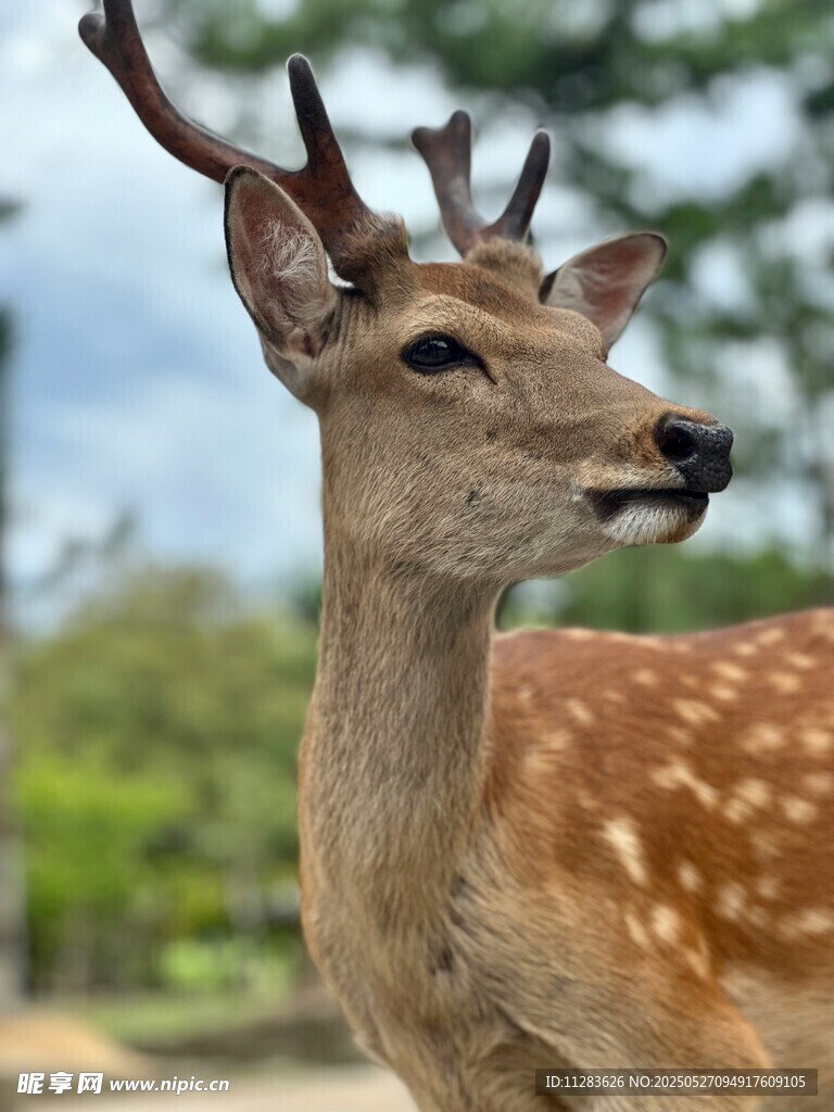 优雅梅花鹿特写