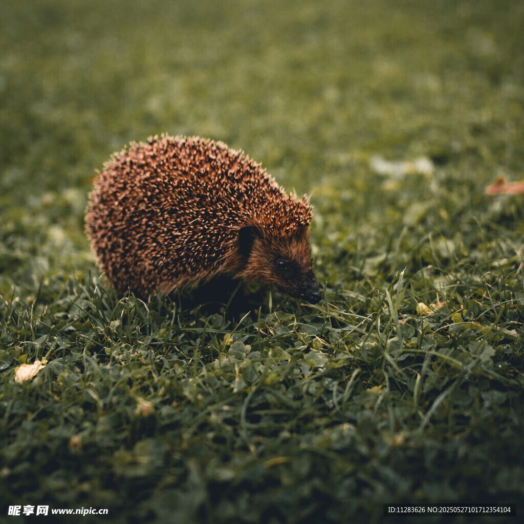 草地上的小刺猬