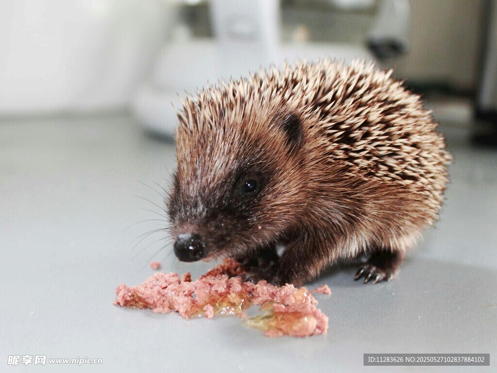 刺猬进食美味肉块