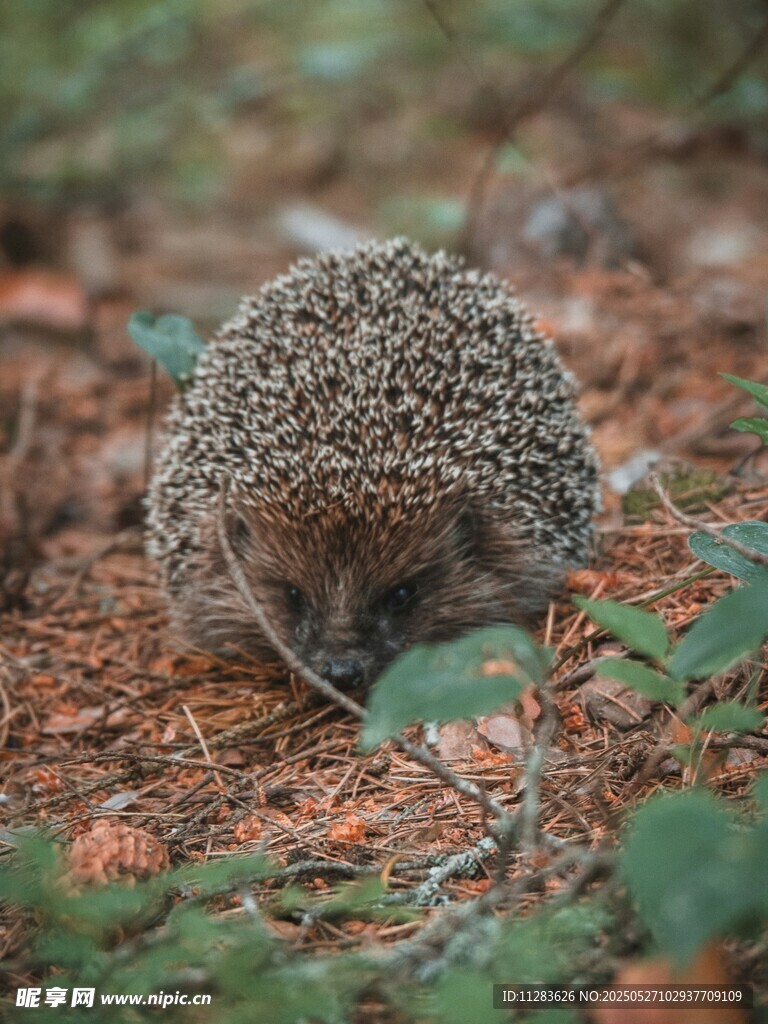 野外觅食的小刺猬