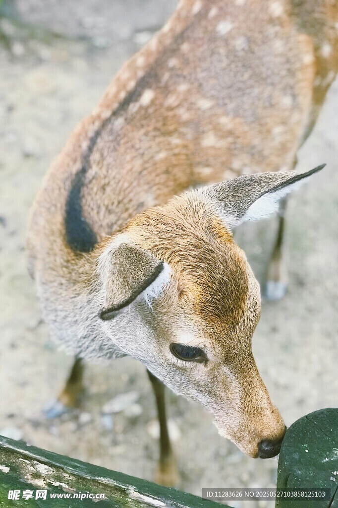 低头的小鹿