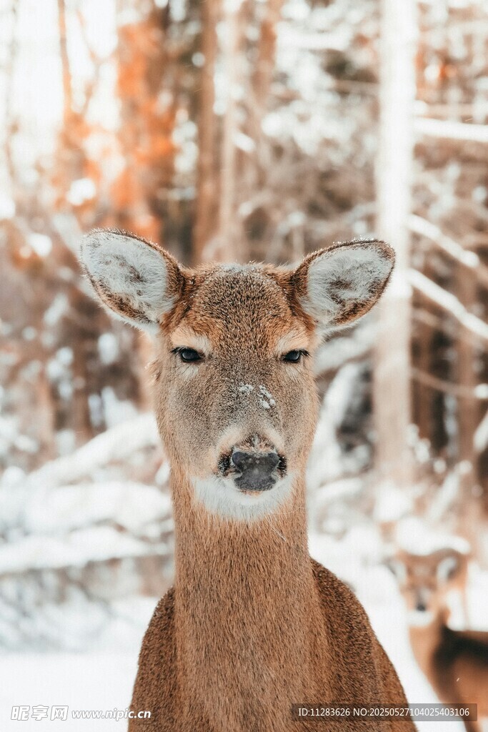 雪地中的小鹿