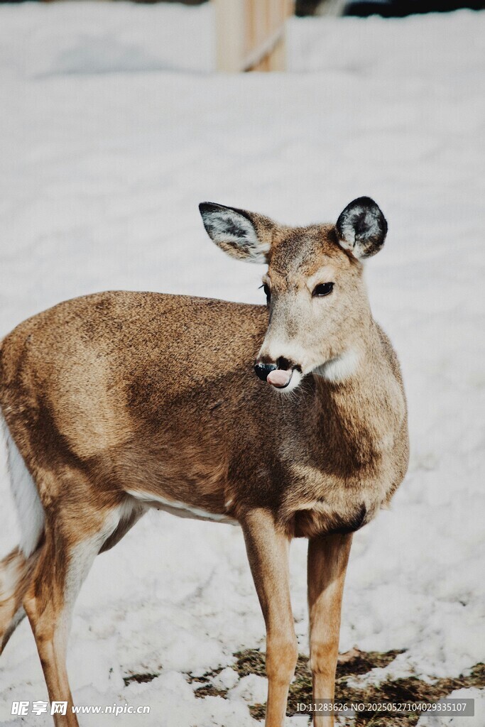 雪地中的鹿