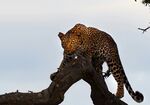 猎豹栖息于弯曲树枝上