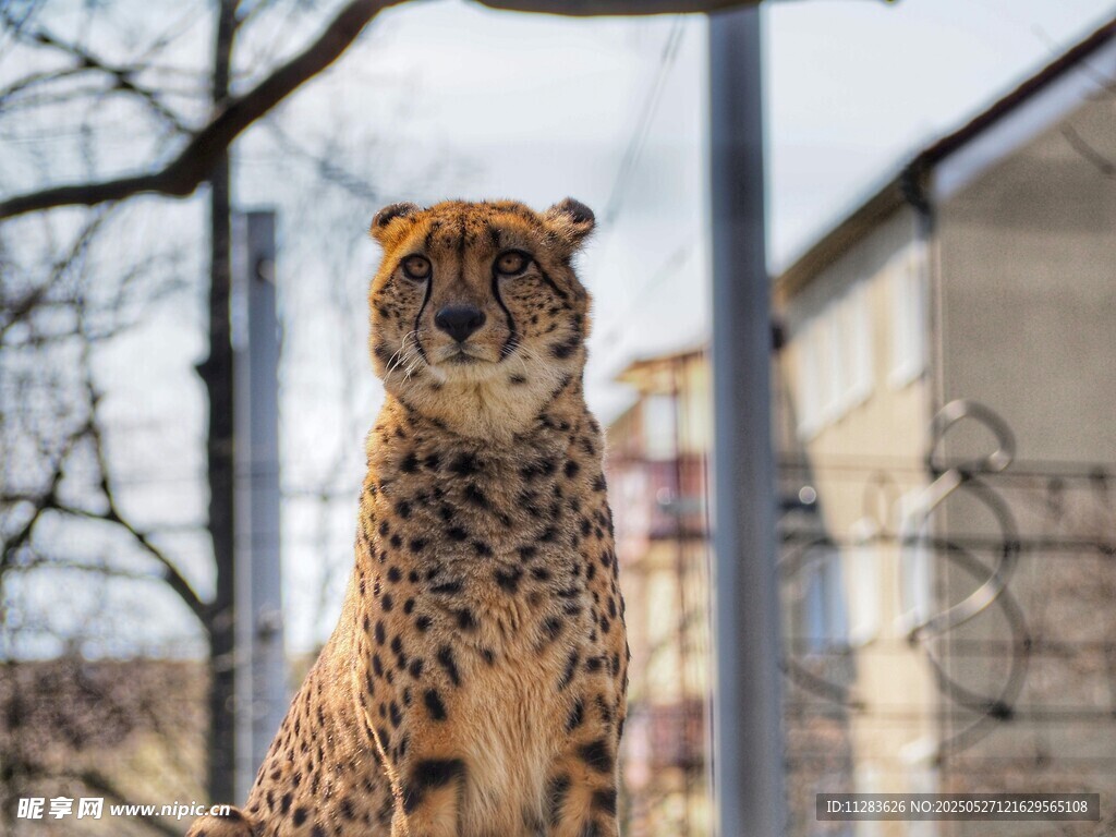 站立的猎豹
