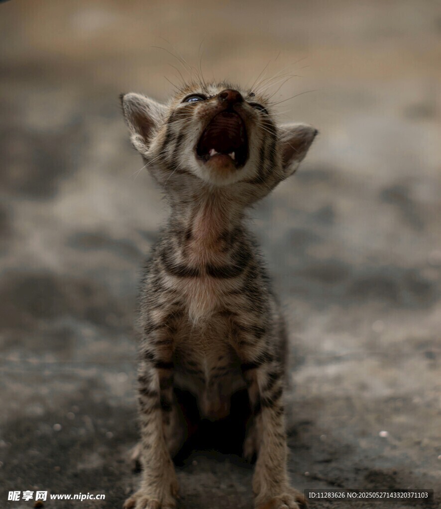 张嘴小猫显可爱模样