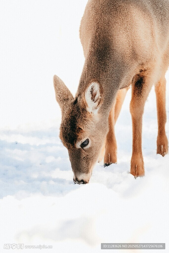 雪地中觅食的小鹿