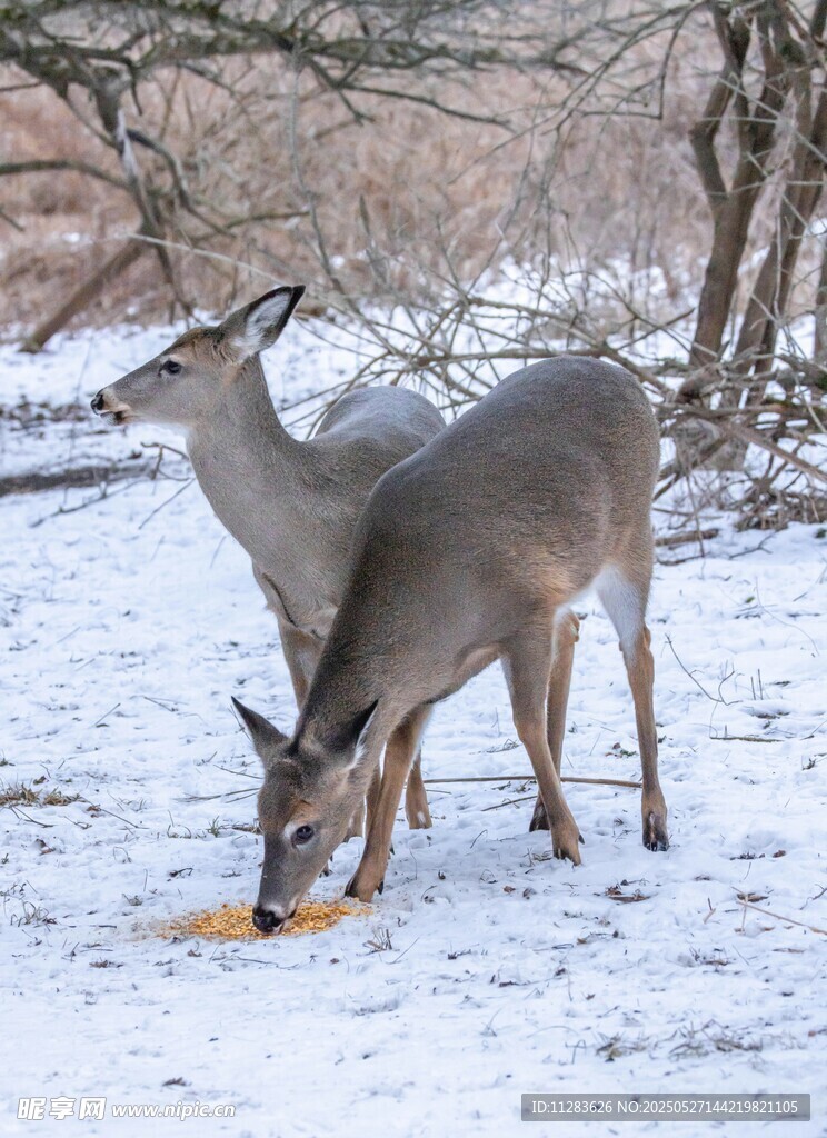 雪地中觅食的两只小鹿