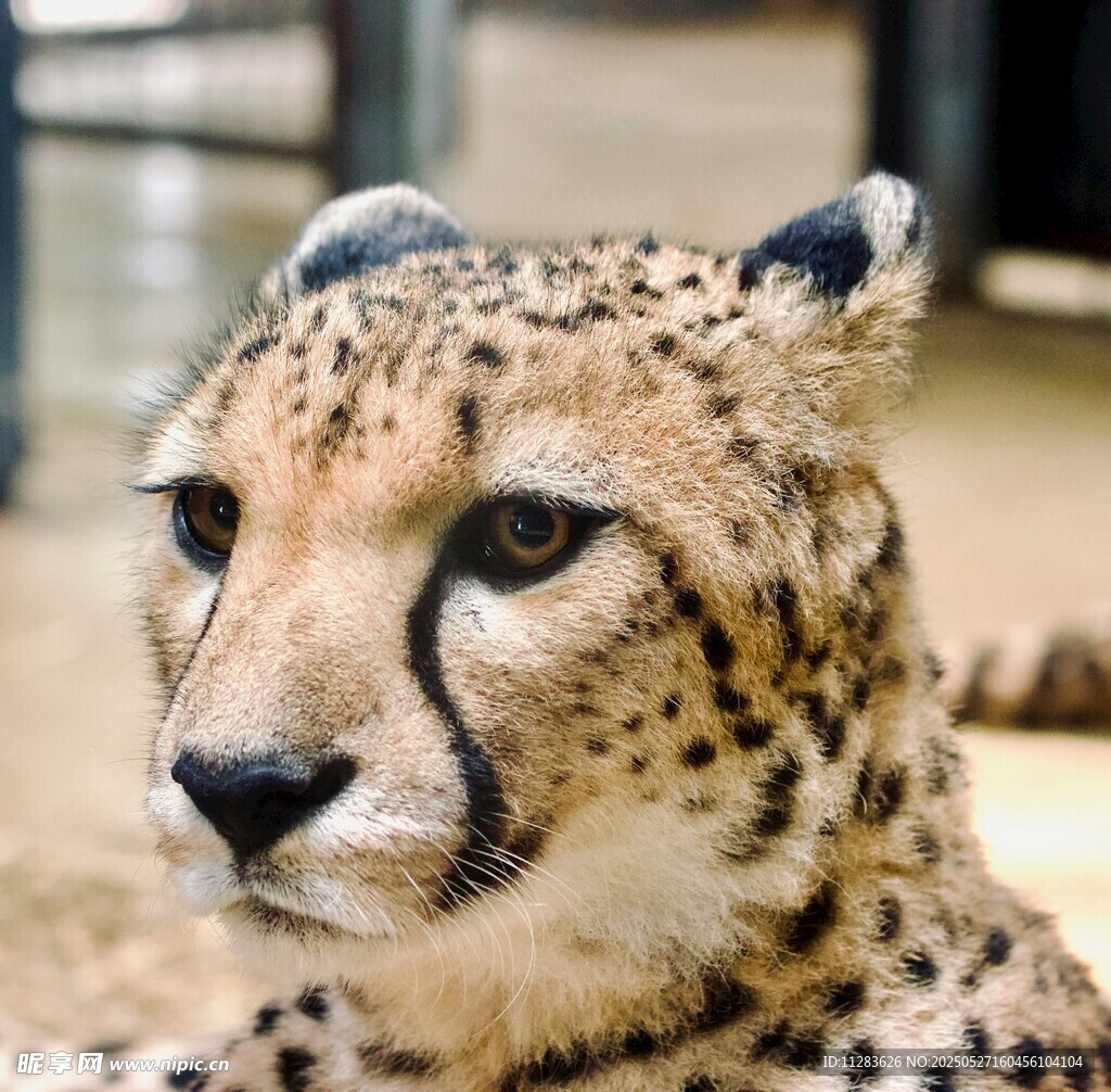 猎豹特写