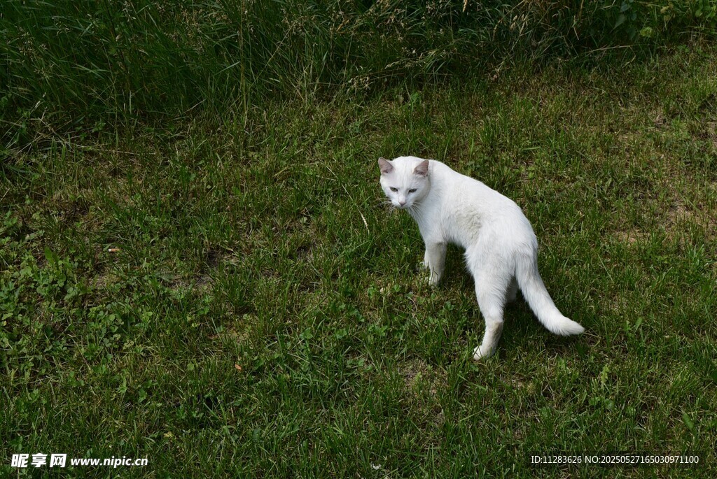 草地上的白色猫咪