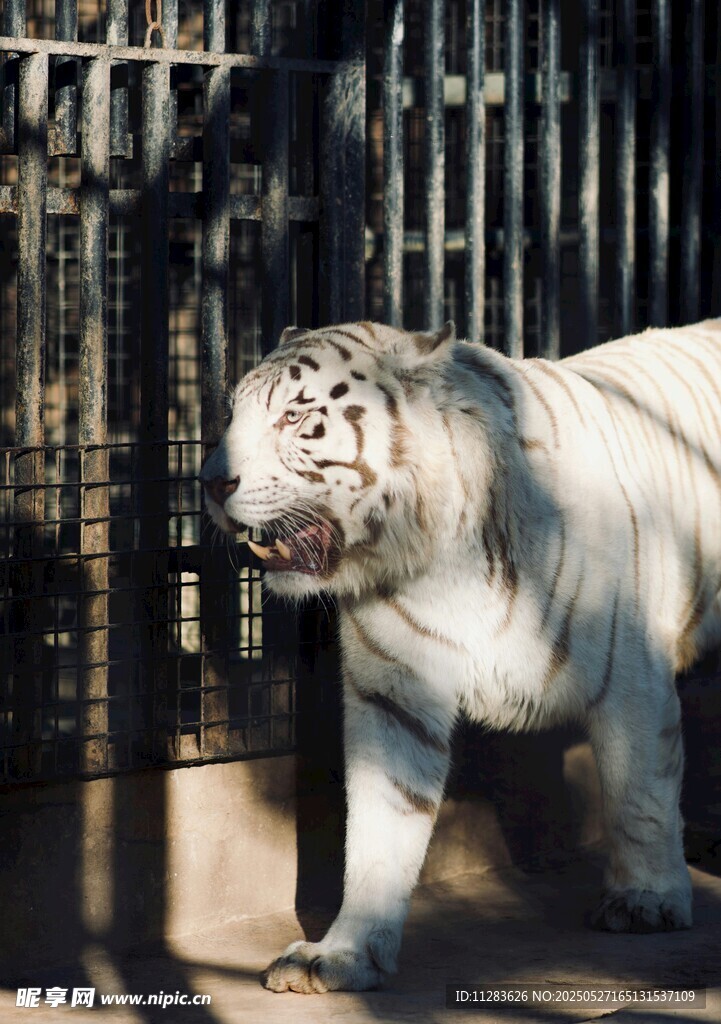 笼中白虎