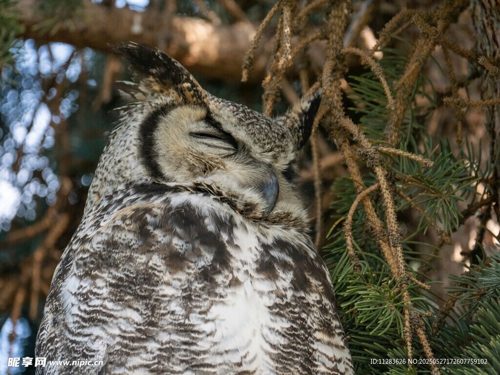 酣睡的猫头鹰